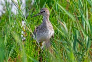 Injured common redshank (Trin...