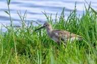 Injured common redshank (Trin...