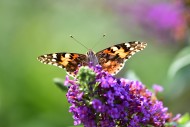 Painted Lady (Vanessa cardui)...