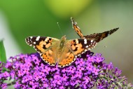 Painted Lady (Vanessa cardui)...