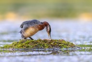 Red-necked grebe (Podiceps gr...