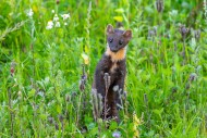 European pine marten (Martes ...