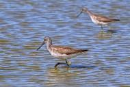 Two common greenshanks (Tring...