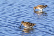 Two common snipes (Gallinago ...