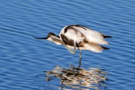 Pied avocet (Recurvirostra av...