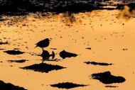 Common sandpiper (Actitis hyp...