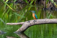 Common kingfisher (Alcedo att...
