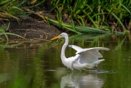 Great white egret / great egr...