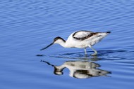 Pied avocet (Recurvirostra av...