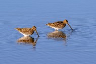 Two common snipes (Gallinago ...