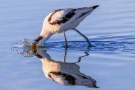 Pied avocet (Recurvirostra av...