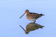 Common snipe (Gallinago galli...