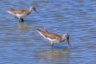Two common greenshanks (Tring...