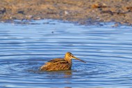 Common snipe (Gallinago galli...