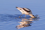 Pied avocet (Recurvirostra av...