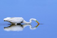 Great white egret / great egr...