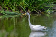 Great white egret / great egr...
