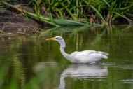 Great white egret / great egr...