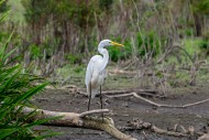 Great white egret / great egr...