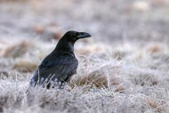 Common raven / northern raven...