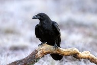 Common raven / northern raven...