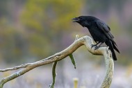 Common raven / northern raven...