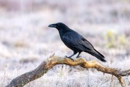 Common raven / northern raven...