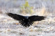 Common raven / northern raven...