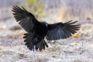 Common raven / northern raven...