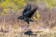 Common raven / northern raven...