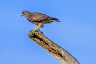 Common buzzard (Buteo buteo) ...