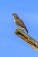 Common buzzard (Buteo buteo) ...