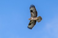 Common buzzard (Buteo buteo) ...
