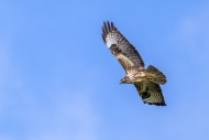 Common buzzard (Buteo buteo) ...
