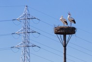 White storks (Ciconia ciconia...