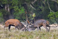 Two rutting red deer (Cervus ...
