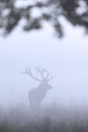 Silhouette of rutting red dee...