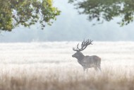 Red deer (Cervus elaphus) sta...