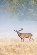 Red deer (Cervus elaphus) sta...