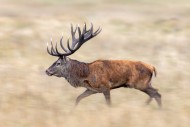 Motion blurred rutting red de...
