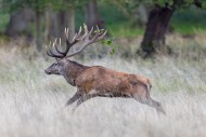 Rutting red deer (Cervus elap...