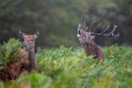 Hind and rutting red deer (Ce...