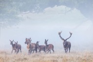 Red deer (Cervus elaphus) sta...