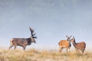 Red deer (Cervus elaphus) sta...
