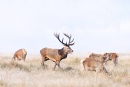 Red deer (Cervus elaphus) sta...