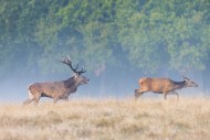 Red deer (Cervus elaphus) sta...