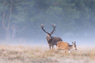 Red deer (Cervus elaphus) sta...