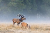 Hind and red deer (Cervus ela...