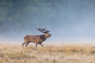 Red deer (Cervus elaphus) sta...