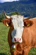 Brown cow with horns on a fou...